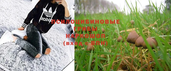 стаф Ельня